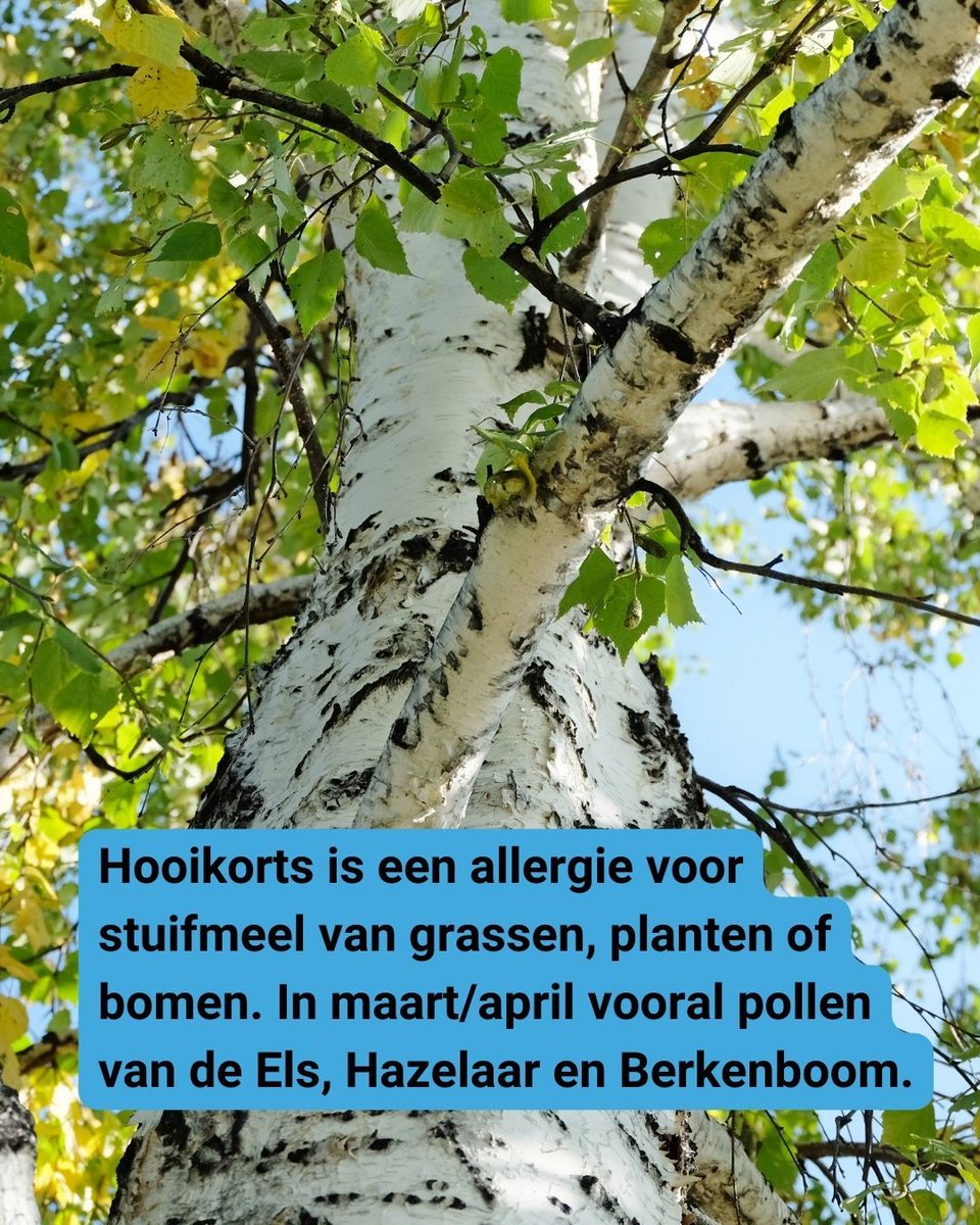 DokterBed's tweet photo. 😩 Last van hooikoorts? Op dit moment zijn het vooral pollen van de 🌳 Els, Hazelaar en Berk die voor klachten zorgen. Een wondermiddel is er (nog) niet, maar het kan helpen een zonnebril te dragen, te douchen voordat je naar bed gaat, medicatie te nemen en je matras te reinigen! https://t.co/fjSakstu1E
