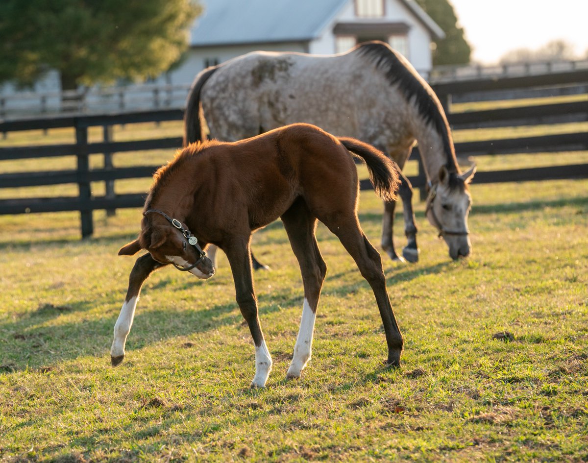 StonestreetFarm's tweet image. She sure is a stunner 🤩 #foalfriday 
📸 GUN RUNNER filly out of #homebred MGSW PAULINE'S PEARL 

@Three_Chimneys