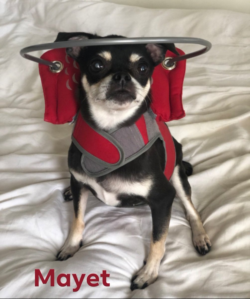 SCFBD2023's tweet photo. Happy Friday Angels!
My name is Mayet and I am a Proud Blind Dog Supermodel featured in the Second Chances For Blind Dogs' 2025 Calendar.
#secondchancesforblinddogs
#DogModel
#supermodeldog
#helpforblinddogs
#blinddogsrock
#blinddog
#blinddogsofX
#Blinddoglove https://t.co/goqphEO0rV