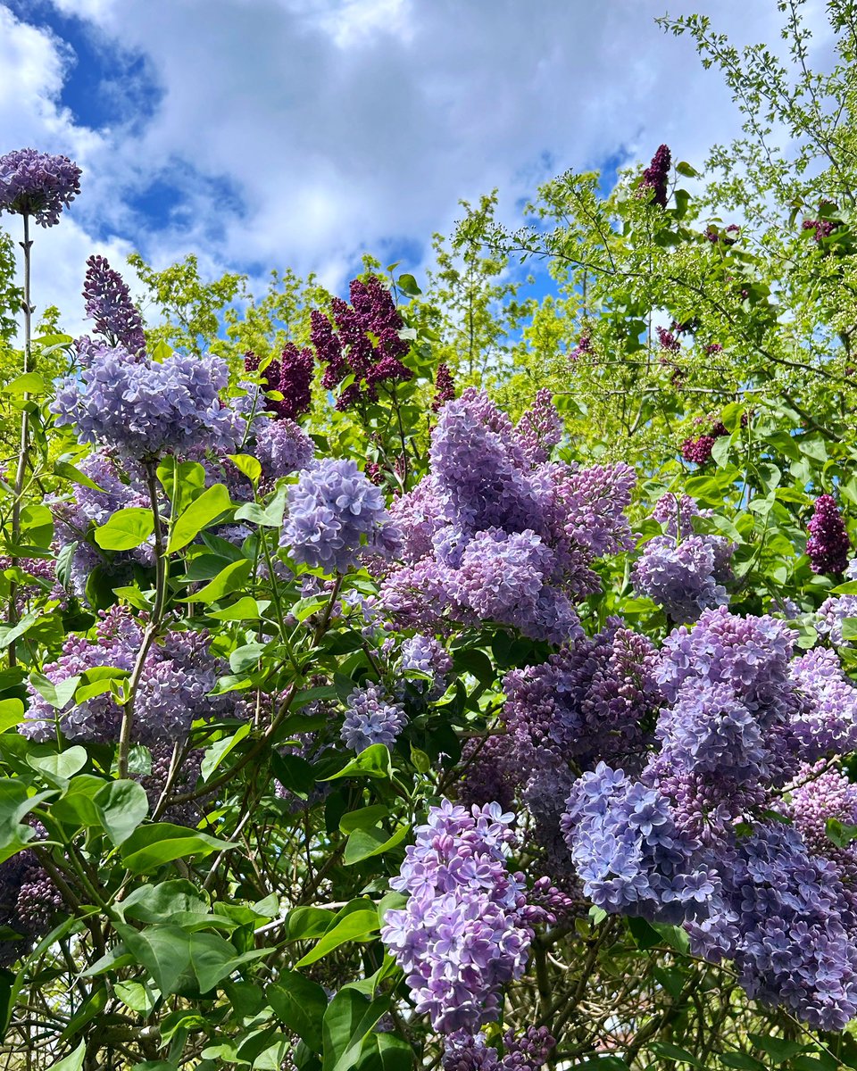 AnthophileLDN's tweet photo. Good Friday lilacs ๐ https://t.co/mp6i5S19sX #SyringaVulgaris #LilacFlowers #LondonSpring #RegentsPark https://t.co/yftXqkiWru