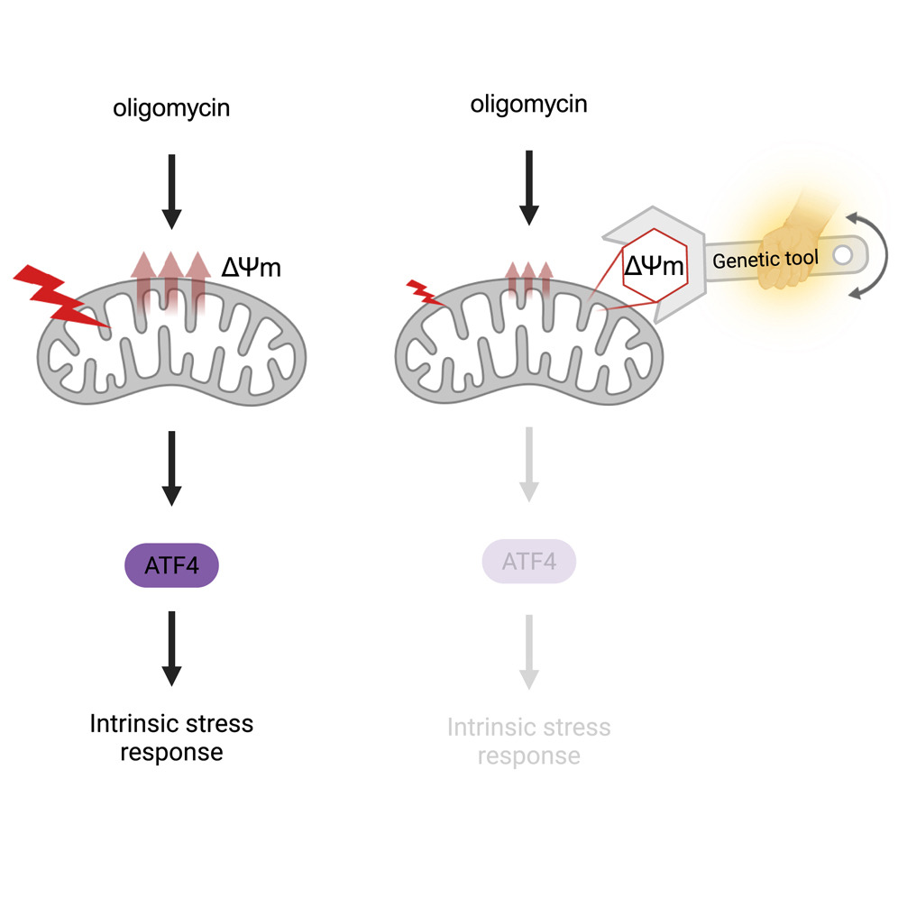 CellChemicalBiology (@cellchembiol) on Twitter photo Genetically encoded tool for manipulation of ΔΨm identifies its role as the driver of ISR induced by ATP synthase dysfunction by Mangyu Choe, <a href="/Denis_V_Titov/">Denis Titov</a> et al at <a href="/UCBerkeley/">UC Berkeley</a> dlvr.it/TKF1SB Genetically encoded tool for manipulation of ΔΨm identifies its role as the driver of ISR induced by ATP synthase dysfunction by Mangyu Choe, <a href="/Denis_V_Titov/">Denis Titov</a> et al at <a href="/UCBerkeley/">UC Berkeley</a> dlvr.it/TKF1SB