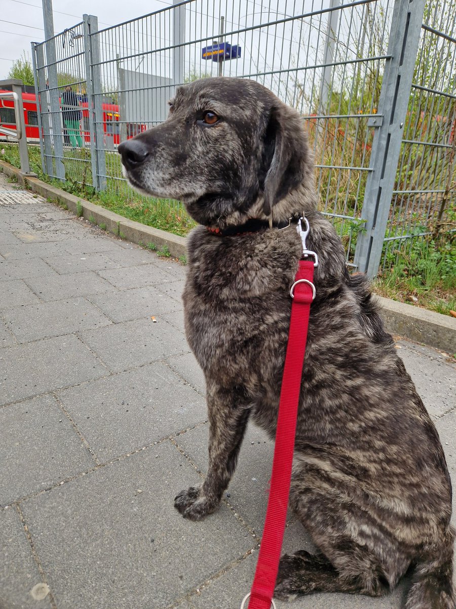 greekdog_Yoshi's tweet photo. Ich will euch ja nicht vorenthalten, wie ich als Mensch aussehen würde😎.
Na, hättet ihr mich erkannt? https://t.co/zuAqRZ1GR1