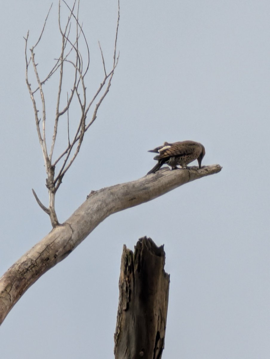 Quick life update: I've become the person who stops to take pictures of woodpeckers during walks.