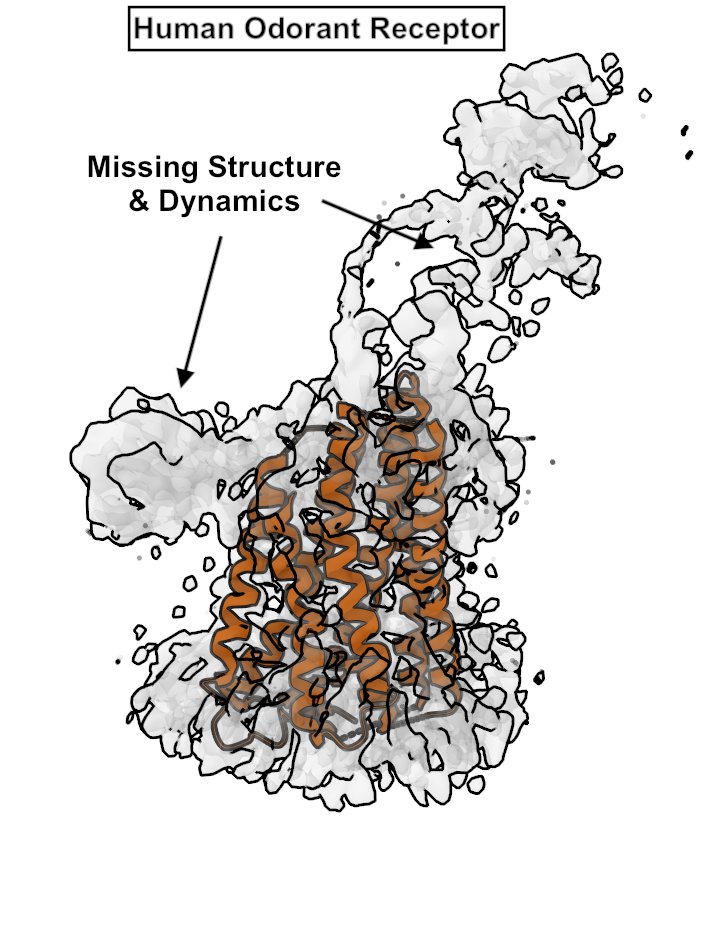 bhakatsoumendr1's tweet image. #CryoEM meets #AlphaFold to capture protein dynamics. #biotech #longevity