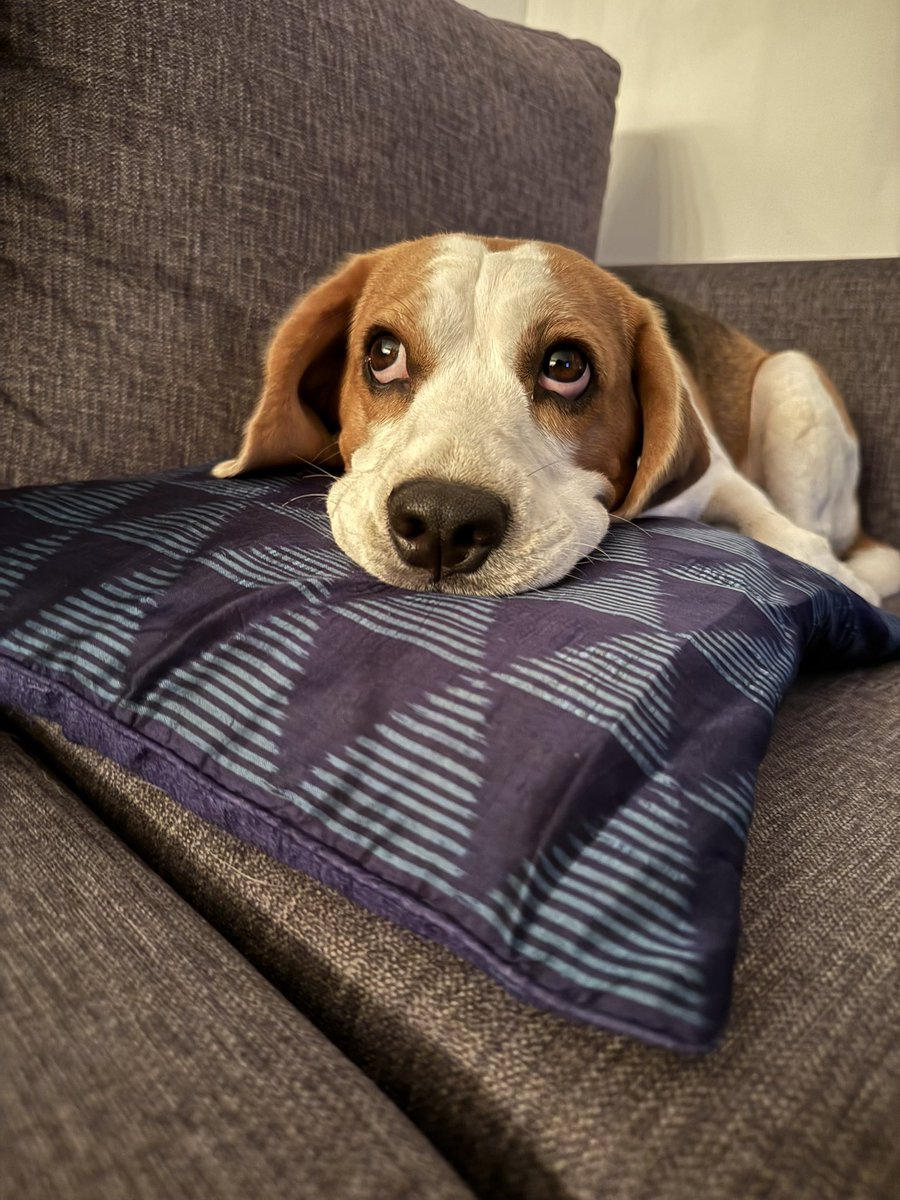 Yodatheunwise's tweet photo. @beaglefacts I did not get enough food from the dinner table! That deserves a big side eye! https://t.co/4WY0BLrEoT