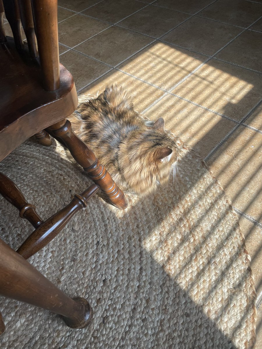 MukbangCat's tweet photo. Camouflage Pete. Try and find me. U can’t. https://t.co/ZiHdIRUPPC