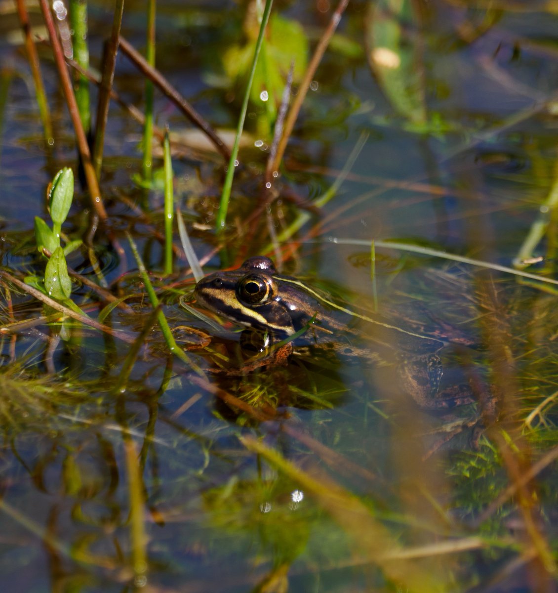 boonsnaps's tweet photo. Northern pool frog seen today at Thompson common @NorfolkWT 

The UK’s rarest amphibian. They became extinct in the UK at the end of the 20th century and have been successfully reintroduced! 

An amazing thing to see 💚 https://t.co/ULmBIeWgzo