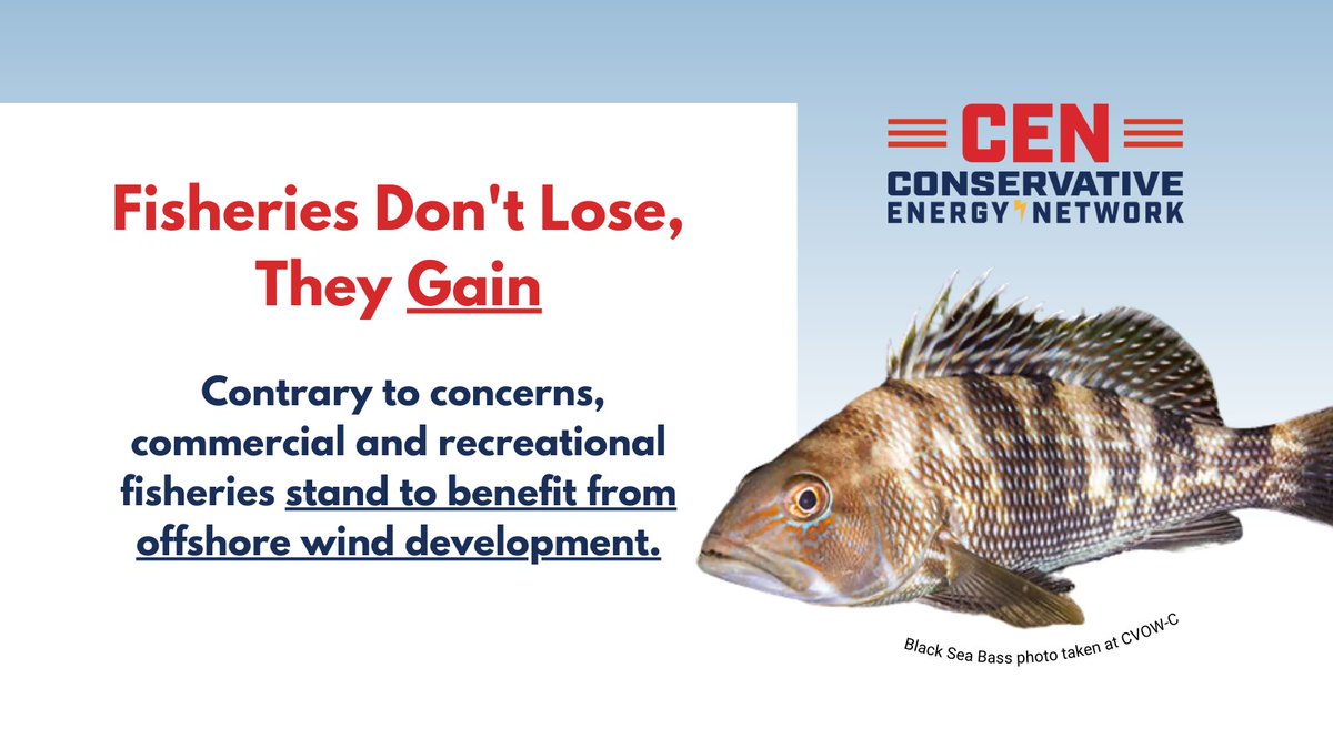 #Offshorewind doesn’t hurt marine life—it helps it thrive. New research shows OSW development enhances marine habitats, boosting biodiversity and fish populations for both commercial and recreational fishing.

Read the latest study from <a href="/ConsEnergyNet/">Conservative Energy Network (CEN)</a>: bit.ly/3RjISFK