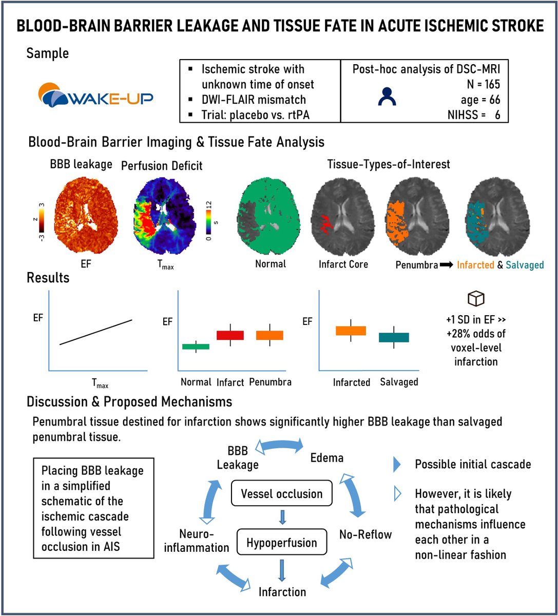 StrokeAHA_ASA's tweet photo. Post hoc analysis of WAKE-UP RCT: Penumbral blood-brain barrier leakage may identify tissue at increased risk of infarction. Infarcted penumbra exhibited higher extraction fraction than salvaged penumbra, even after adjusting for hypoperfusion severity. https://t.co/sgsW4YzDwS https://t.co/oSquNWUlIx