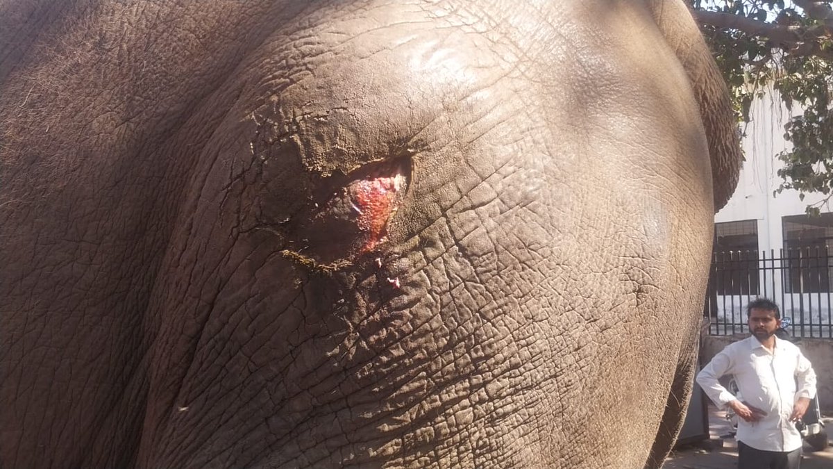 Animal Protection Society tweet media