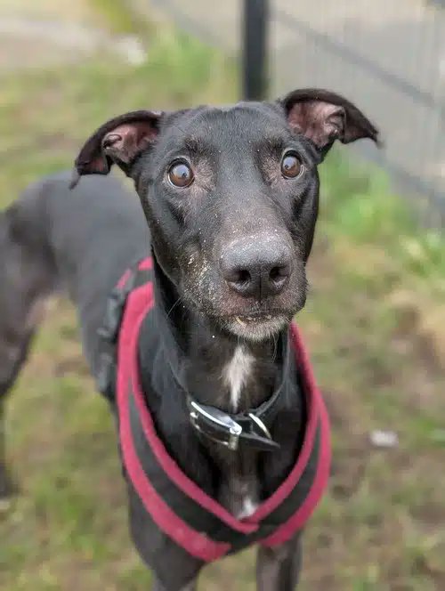 Please retweet to help Joey find a home #BIRMINGHAM #UK 
Available for adoption, registered British charity✅
Details or apply for Joey below👇
birminghamdogshome.org.uk/dogs/joey-1343…
Meet Joey a sweet and affectionate Lurcher x Greyhound with a love for life. 
Joey is looking for a special home