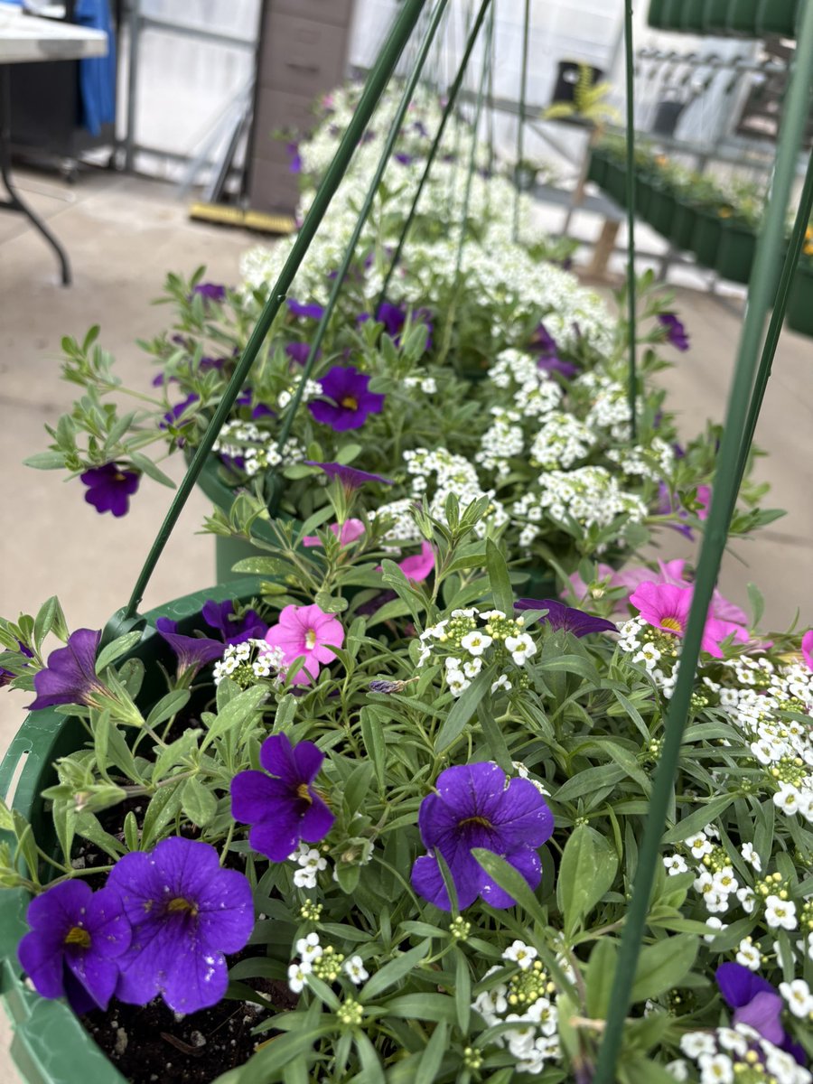 Mrs. Pendergrass Ag (@pendergrassag) on Twitter photo Join us in celebrating the grand opening of the 2025 Greenhouse tomorrow, April 19th! Come out and show your support for <a href="/SiegelHighStars/">Siegel High School</a> Agriculture Department as we grow toward a greener future.
<a href="/CteSiegel/">Siegel Career and Technical Education</a> <a href="/RuCoCTE/">RuCo CTE</a> Join us in celebrating the grand opening of the 2025 Greenhouse tomorrow, April 19th! Come out and show your support for <a href="/SiegelHighStars/">Siegel High School</a> Agriculture Department as we grow toward a greener future.
<a href="/CteSiegel/">Siegel Career and Technical Education</a> <a href="/RuCoCTE/">RuCo CTE</a>