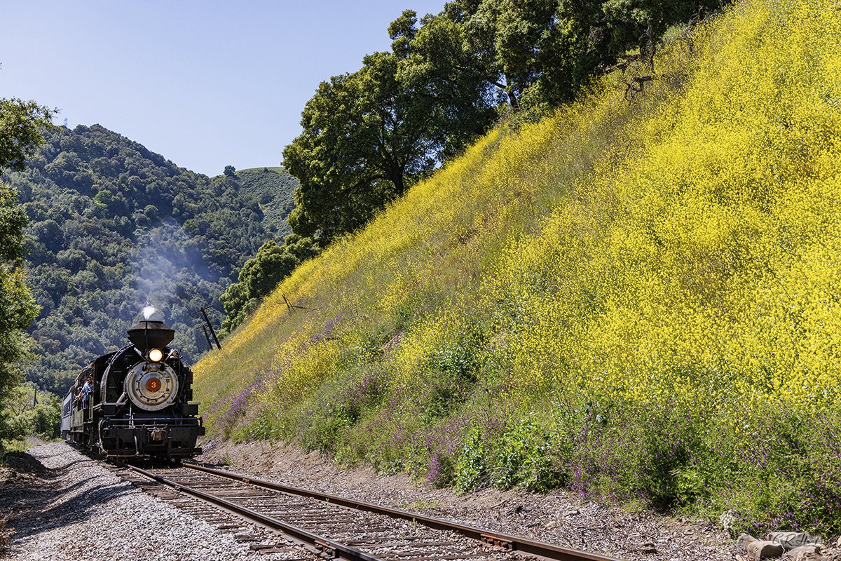 toots4ncry's tweet photo. The wildflowers in Niles Canyon are at peak and train rides are back this weekend, April 19 &amp; 20th.   Diesel power on Saturday and steam on Sunday!  A scenic train ride right here in the Bay Area!   Tickets available at: https://t.co/7OE7BxrVnx https://t.co/QABPmV2kGy