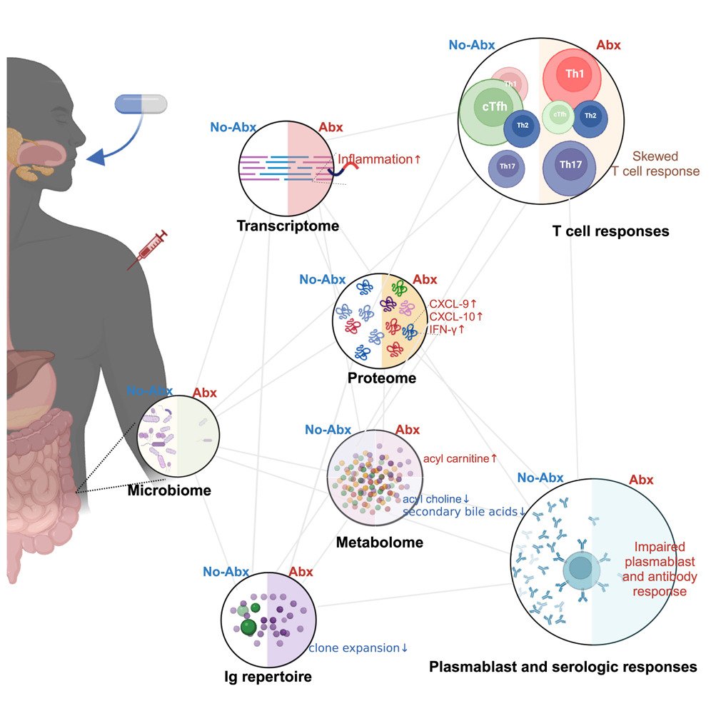Waggoner Lab (@labwaggoner) on Twitter photo Antibiotic-induced gut microbiome perturbation alters the immune responses to the rabies vaccine
cell.com/cell-host-micr…
<a href="/cellhostmicrobe/">Cell Host & Microbe</a> Antibiotic-induced gut microbiome perturbation alters the immune responses to the rabies vaccine
cell.com/cell-host-micr…
<a href="/cellhostmicrobe/">Cell Host & Microbe</a>