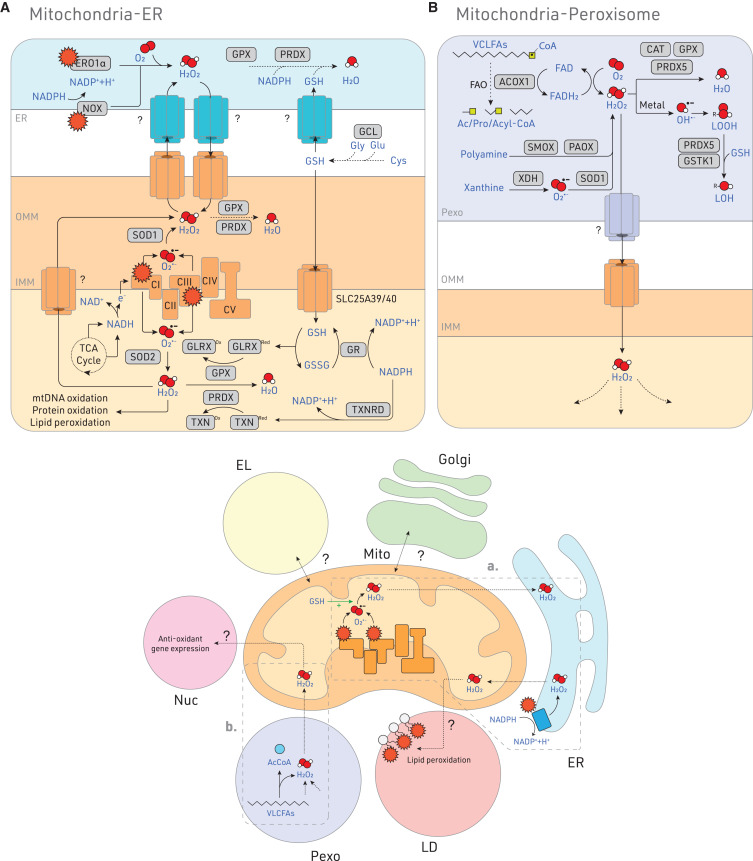 Waggoner Lab (@labwaggoner) on Twitter photo Review <a href="/MolecularCell/">Molecular Cell</a>
<a href="/BrandonTWChen/">Brandon Chen, PhD</a>
@Lyssiotislab
@Yatrikshahlab
Mitochondria-organelle crosstalk in establishing compartmentalized metabolic homeostasis
cell.com/molecular-cell… Review <a href="/MolecularCell/">Molecular Cell</a>
<a href="/BrandonTWChen/">Brandon Chen, PhD</a>
@Lyssiotislab
@Yatrikshahlab
Mitochondria-organelle crosstalk in establishing compartmentalized metabolic homeostasis
cell.com/molecular-cell…