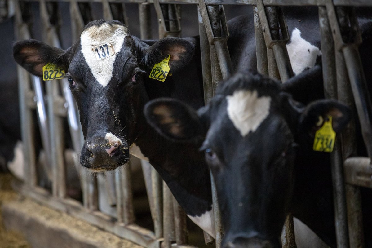 UW–Madison CALS (@uwmadisoncals) on Twitter photo State funding has been instrumental in advancing WI's agricultural sector. <a href="/dairy_hub/">Dairy Innovation Hub</a> has funded projects with Rosy-Lanes Holsteins and CALS researcher Jennifer Van Os focused on improving farm efficiency and animal welfare. uwalumni.com/news/state-inv… State funding has been instrumental in advancing WI's agricultural sector. <a href="/dairy_hub/">Dairy Innovation Hub</a> has funded projects with Rosy-Lanes Holsteins and CALS researcher Jennifer Van Os focused on improving farm efficiency and animal welfare. uwalumni.com/news/state-inv…
