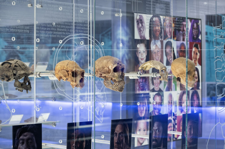 evolution_soup's tweet image. Wits reopens Sterkfontein Caves after two-year closure due to flood damage @LeeRberger @Matty_Berger98
#evolutionsoup #evolution #paleontology #fossils #paleoanthropology #science
👇🏾👇🏻is.gd/BDXtXE