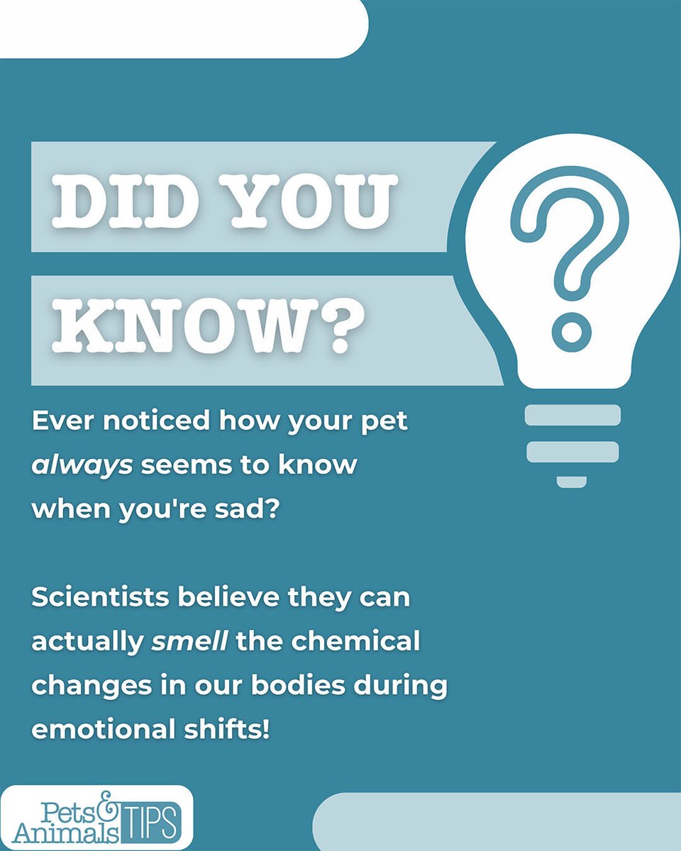animals_tips's tweet image. Ever noticed how your pet always seems to know when you&apos;re sad? Scientists believe they can actually smell the chemical changes in our bodies during emotional shifts! 🧠

#PetsAndAnimalsTips #AnimalIntelligence #PetScience #TheyJustKnow #FridayFact