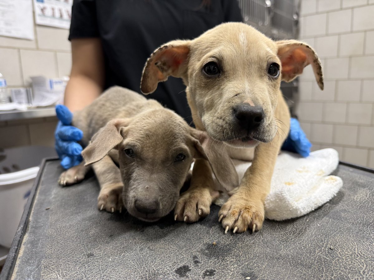 WeRateDogs tweet media