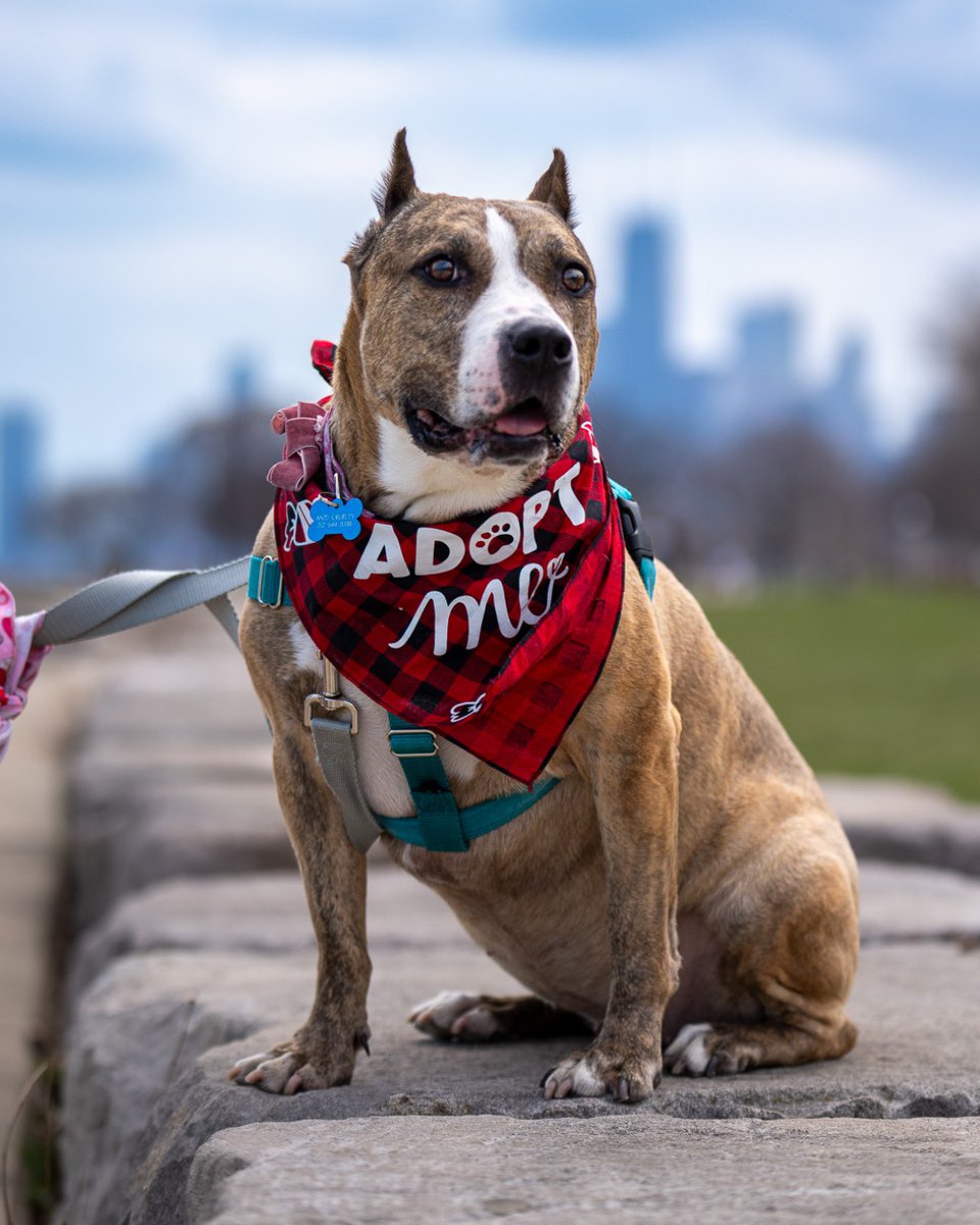 Anti-Cruelty (@anticruelty) on Twitter photo Taffy keeps getting left behind...
Originally adopted in 2017 from us, she lost EVERYTHING when her owner passed away. She waited patiently for a second chance—then finally got one. Until... Taffy keeps getting left behind...
Originally adopted in 2017 from us, she lost EVERYTHING when her owner passed away. She waited patiently for a second chance—then finally got one. Until...