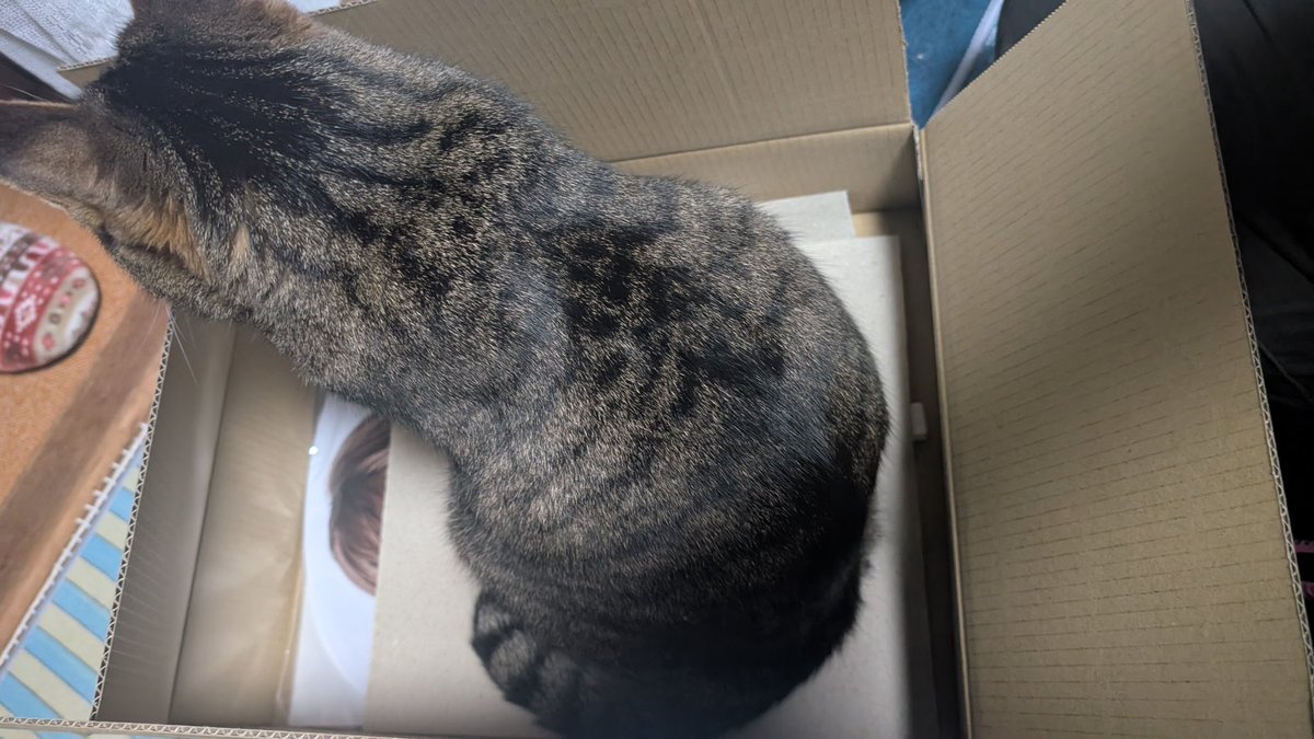 Sunflower201509's tweet photo. 開封の儀式してたら踏んずけられた山田涼介……🐱( ΦωΦ )🐱 https://t.co/Nhal9HTNMn