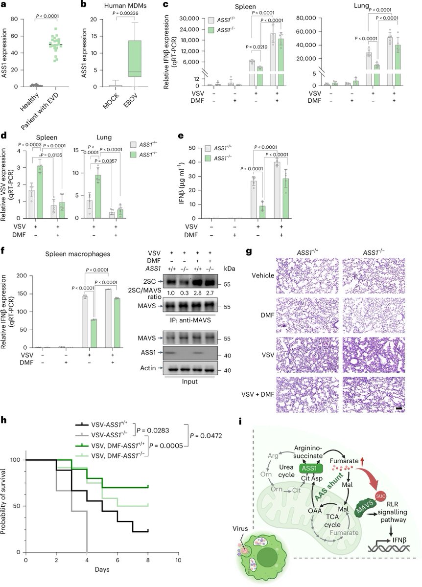 Waggoner Lab (@labwaggoner) on Twitter photo Metabolic remodeling produces fumarate via the aspartate–arginosuccinate shunt in macrophages as an antiviral defense <a href="/NatureMicrobiol/">Nature Microbiology</a>
nature.com/articles/s4156… Metabolic remodeling produces fumarate via the aspartate–arginosuccinate shunt in macrophages as an antiviral defense <a href="/NatureMicrobiol/">Nature Microbiology</a>
nature.com/articles/s4156…