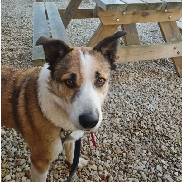 AdoptionsUk's tweet image. Please retweet to help Tony find a home #CWMBRAN #WALES #UK 
Available for adoption, registered British Charity✅
Details or apply for Tony below👇
allcreaturesgreatandsmall.org.uk/pet/tony/
Intelligent Collie aged 8. Sadly he has been waiting for a home since June 2024 🐶💔
Can I live with other…