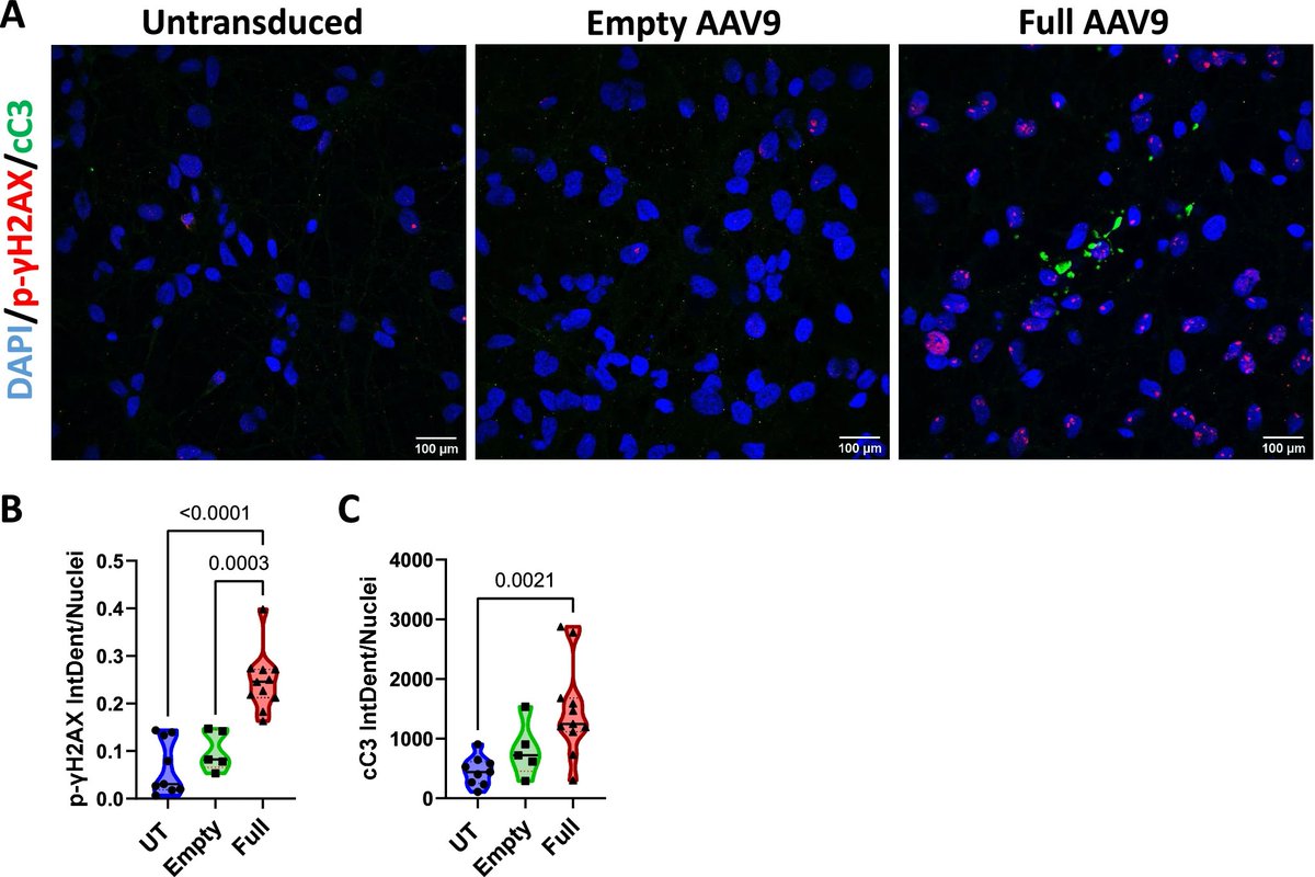 Waggoner Lab (@labwaggoner) on Twitter photo AAV vectors trigger DNA damage response-dependent pro-inflammatory signaling in human iPSC-derived CNS models and mouse brain <a href="/NatureComms/">Nature Communications</a>
nature.com/articles/s4146… AAV vectors trigger DNA damage response-dependent pro-inflammatory signaling in human iPSC-derived CNS models and mouse brain <a href="/NatureComms/">Nature Communications</a>
nature.com/articles/s4146…