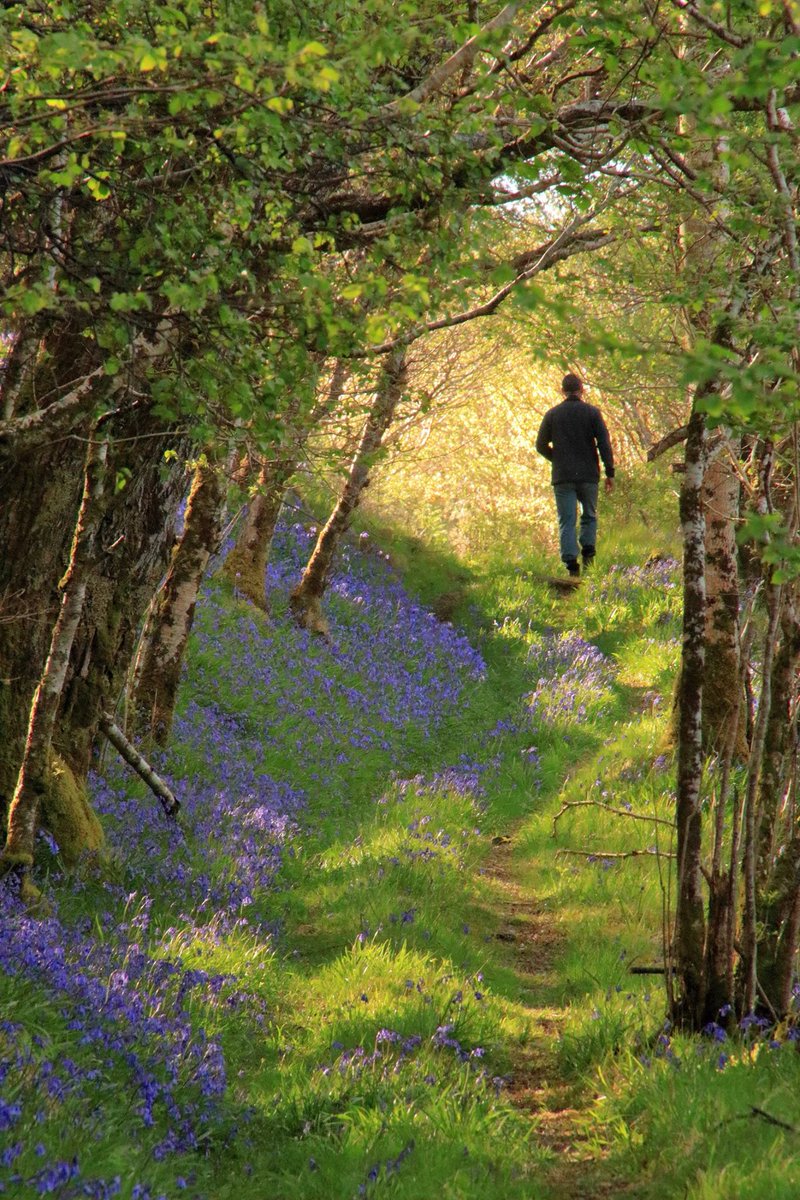 Drimnin Estate tweet media