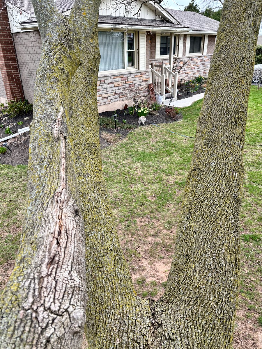 DeexScience's tweet photo. Blue didn’t want to climb the tree with me today 😔 https://t.co/Zs2ImmB23P