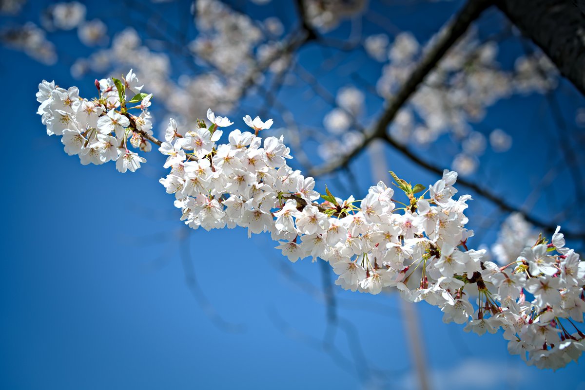 ProppedP's tweet image. Cherry blossoms at Brookside last week. Still Cleveland’s quietest spring moment 🌸
A gift from the Japanese Association of Northeast Ohio — and one of the best reasons to wander the west side this time of year.

#cleveland #cherryblossoms #brooksidepark