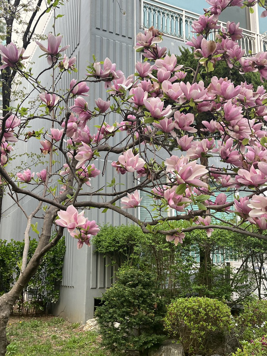 내일이면 다 떨어질거 같아서