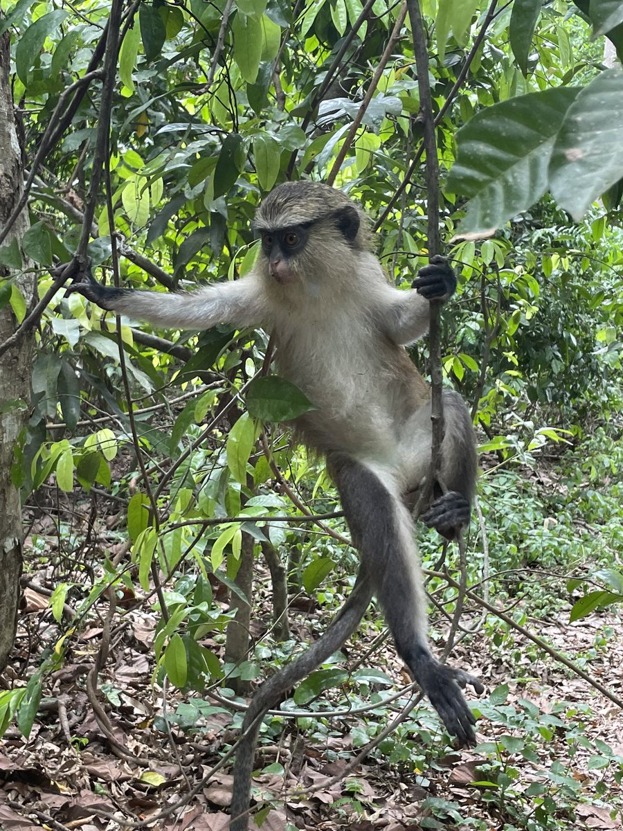 Harriet Thompson tweet media