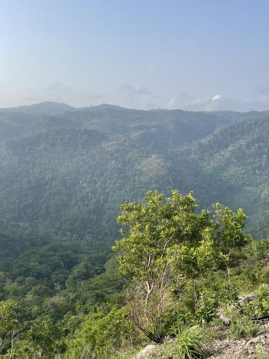 Harriet Thompson tweet media