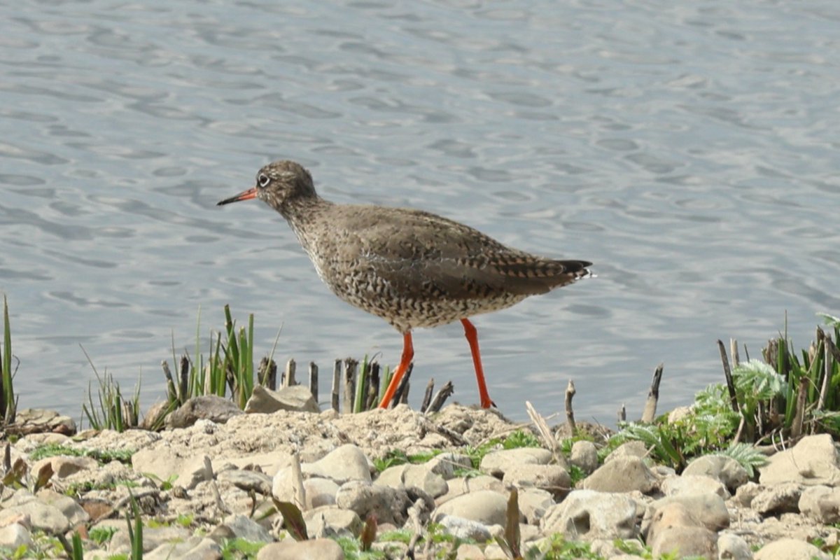 Lesley Gunn (@lesleygunn) on Twitter photo Quick visit to <a href="/WWTWelney/">WWT Welney</a> today to spend some quiet time. These three were nice and close from the main hide. Quick visit to <a href="/WWTWelney/">WWT Welney</a> today to spend some quiet time. These three were nice and close from the main hide.