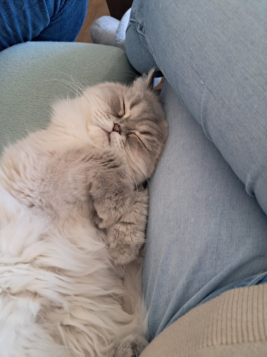 Annettepetje's tweet photo. Dat zijn de ergste hรฉ?!
Wanneer ze weten dat ze supercute zijn
#queenoftheworld https://t.co/tEbouHzEpi