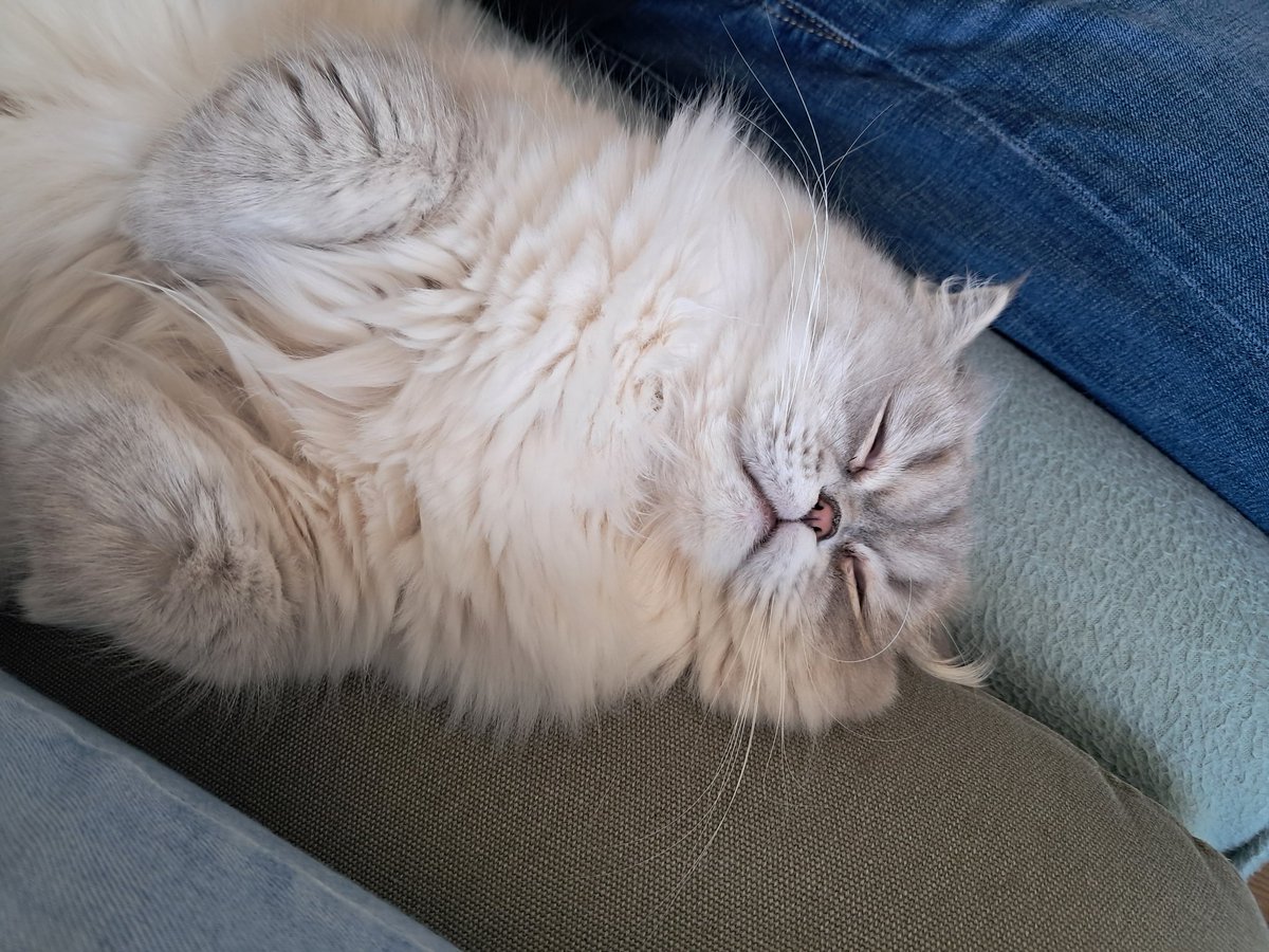 Annettepetje's tweet photo. Dat zijn de ergste hรฉ?!
Wanneer ze weten dat ze supercute zijn
#queenoftheworld https://t.co/tEbouHzEpi