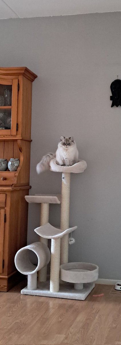 Annettepetje's tweet photo. Dat zijn de ergste hรฉ?!
Wanneer ze weten dat ze supercute zijn
#queenoftheworld https://t.co/tEbouHzEpi
