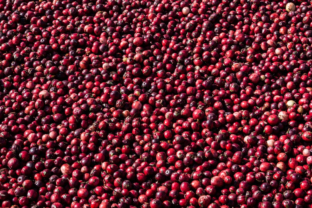 UW–Madison CALS (@uwmadisoncals) on Twitter photo CALS researchers are continually developing new cranberry varieties with improved traits — and growers can reap the benefits. Learn more about <a href="/WARF_News/">WARF (Wisconsin Alumni Research Foundation)</a>-patented cranberries and how to bring them to your field: warf.org/commercialize/… CALS researchers are continually developing new cranberry varieties with improved traits — and growers can reap the benefits. Learn more about <a href="/WARF_News/">WARF (Wisconsin Alumni Research Foundation)</a>-patented cranberries and how to bring them to your field: warf.org/commercialize/…