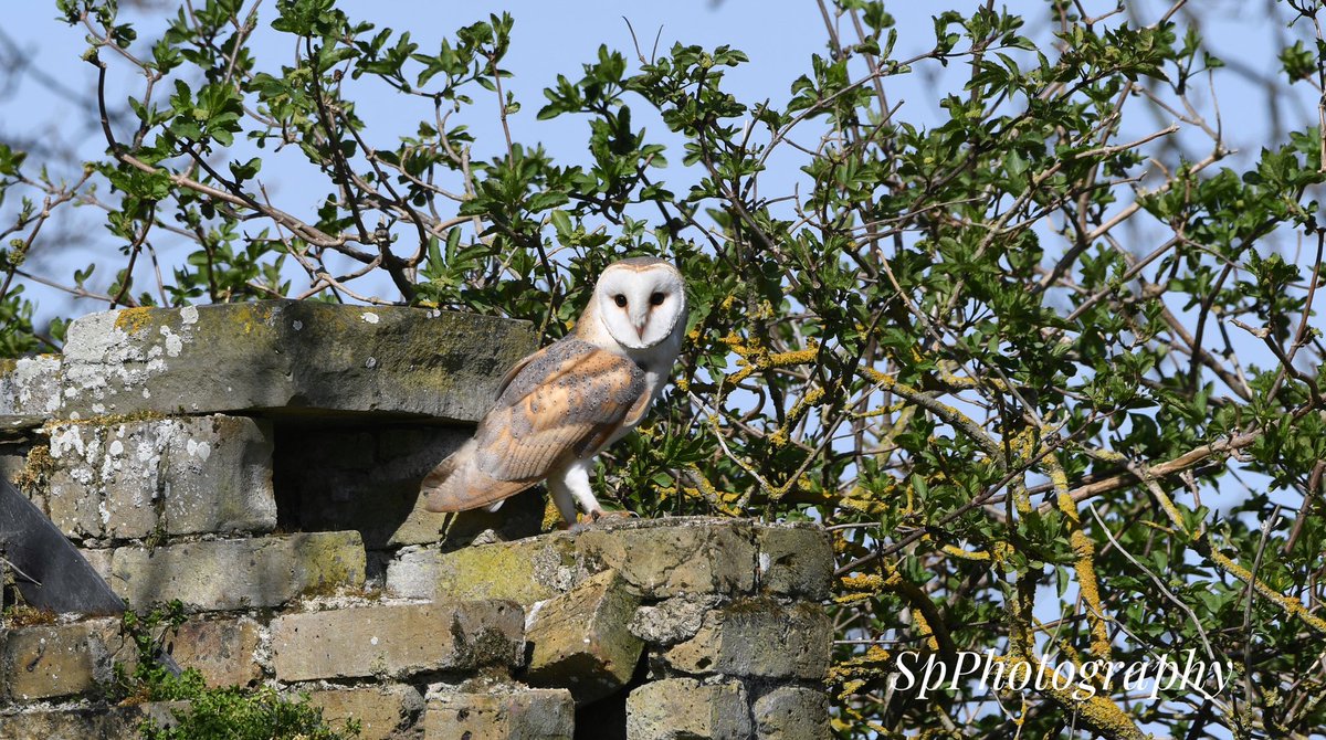 youngonesfive's tweet image. A fantastic day on the reserve a few weeks back… 

This gorgeous Barn owl stole the show! 

@ElmleyNNR