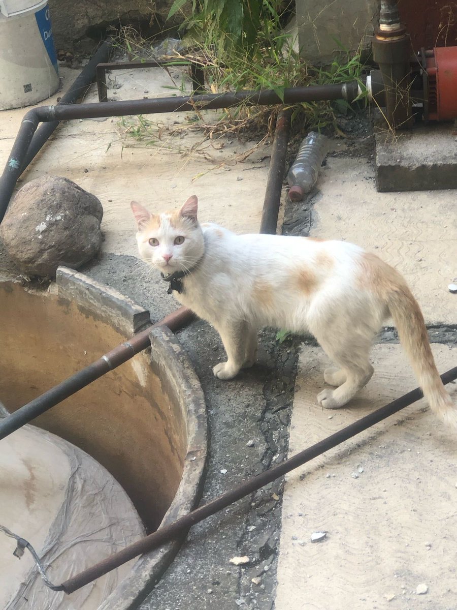 _Txema's tweet photo. @MixcoacCDMX @InMixcoac este gatito entró a mi edificio (Calle Miguel Cabrera por las oficinas del INE). Como se observa trae collar, se le ve desorientado. RT para que vuelva a su casa https://t.co/c7LzHPndkm