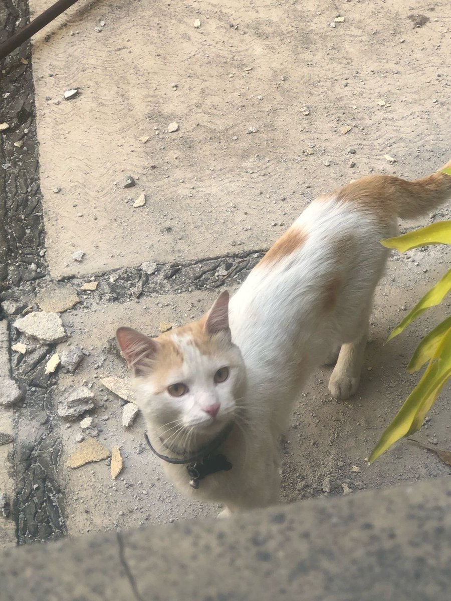 _Txema's tweet photo. @MixcoacCDMX @InMixcoac este gatito entró a mi edificio (Calle Miguel Cabrera por las oficinas del INE). Como se observa trae collar, se le ve desorientado. RT para que vuelva a su casa https://t.co/c7LzHPndkm