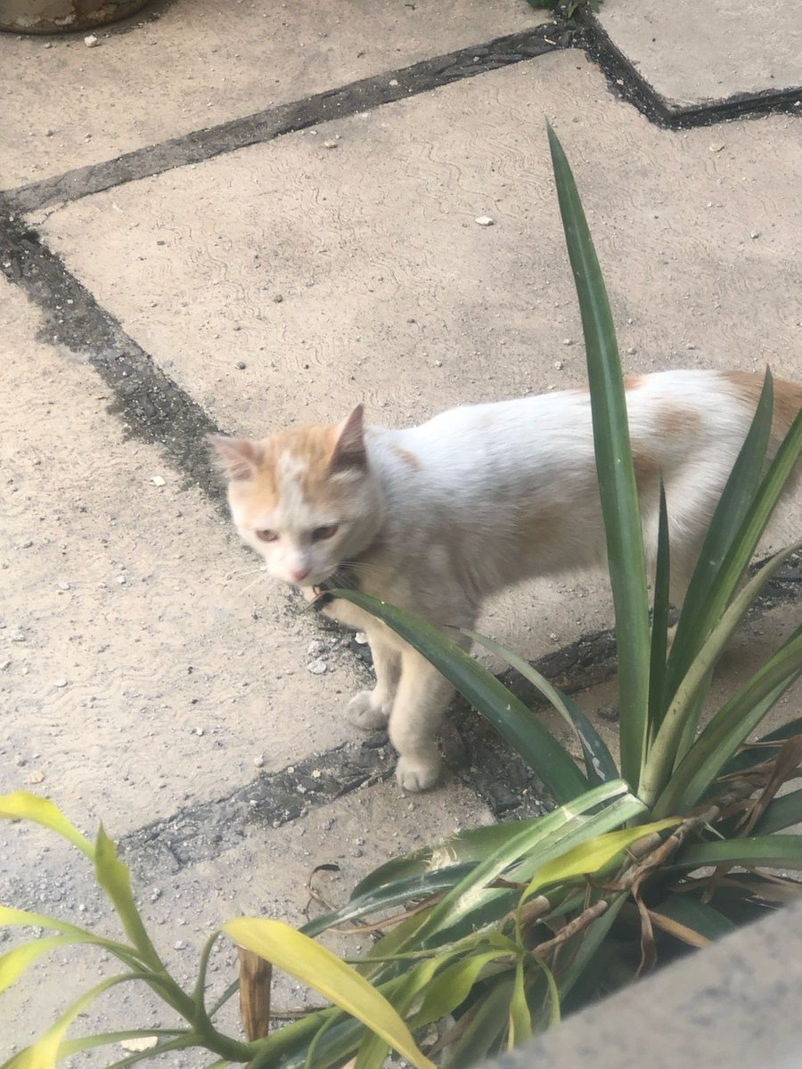 _Txema's tweet photo. @MixcoacCDMX @InMixcoac este gatito entró a mi edificio (Calle Miguel Cabrera por las oficinas del INE). Como se observa trae collar, se le ve desorientado. RT para que vuelva a su casa https://t.co/c7LzHPndkm