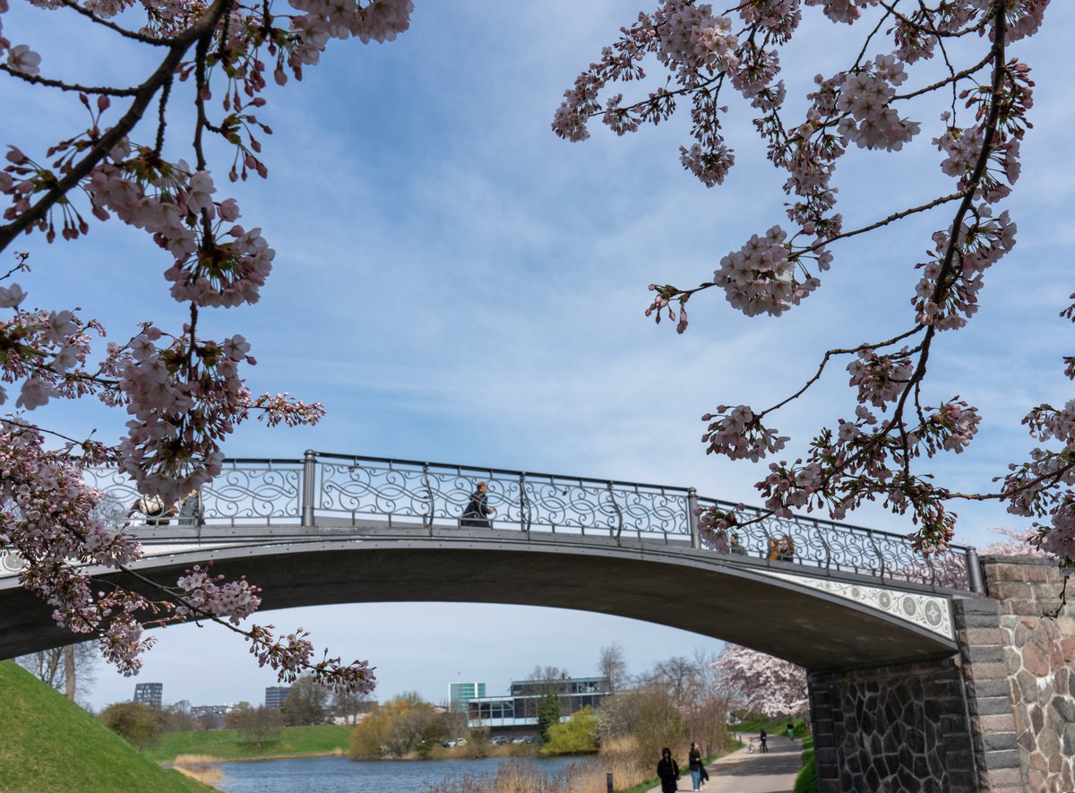 DorteHedengran's tweet photo. Beautiful blooming cherry trees at Langelinie, Copenhagen🌸

#Denmark #SonyAlpha #streetphotography #April18th #photooftheday #FridayVibes #FridayMood #Friday #cherryblossom 

📸Dorte Hedengran https://t.co/nDYETeTOHw