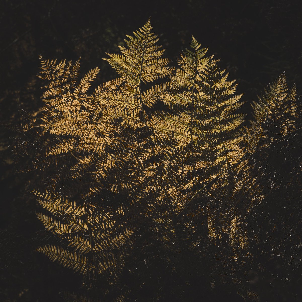 e. llew. morris - hwyl iawn i pawb 😊 (@edmorrisuk) on Twitter photo old ferns in evening light 😊
#ThePhotoHour #StormHour #photography #walesartists <a href="/photography/">@photography</a> <a href="/visitwales/">Visit Wales 🏴</a> old ferns in evening light 😊
#ThePhotoHour #StormHour #photography #walesartists <a href="/photography/">@photography</a> <a href="/visitwales/">Visit Wales 🏴</a>