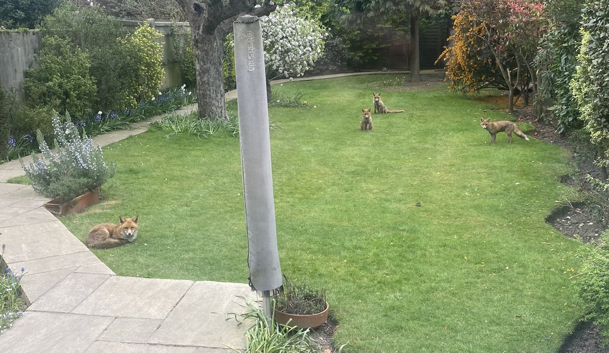 Waiting to be fed by Grandma
#UrbanFoxes