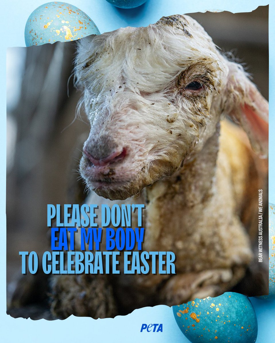 PETAUK's tweet photo. A lamb is a baby.
This Easter, don’t celebrate life by ending theirs. 🐑💔

#BeKindThisEaster #PlantBasedEaster

📸 @weanimals https://t.co/Xlles7Hzki