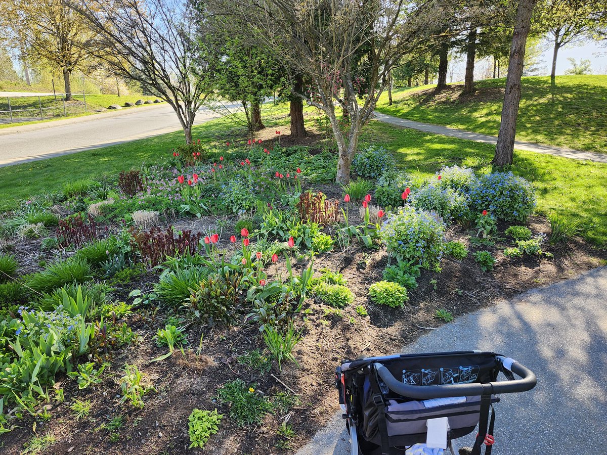 TimJamesMedia's tweet photo. Heard about @CityofPoCo's π· contest and we spotted these at Settlers Park. #portcoquitlam #pocoinbloom https://t.co/TfUWJ38M3E