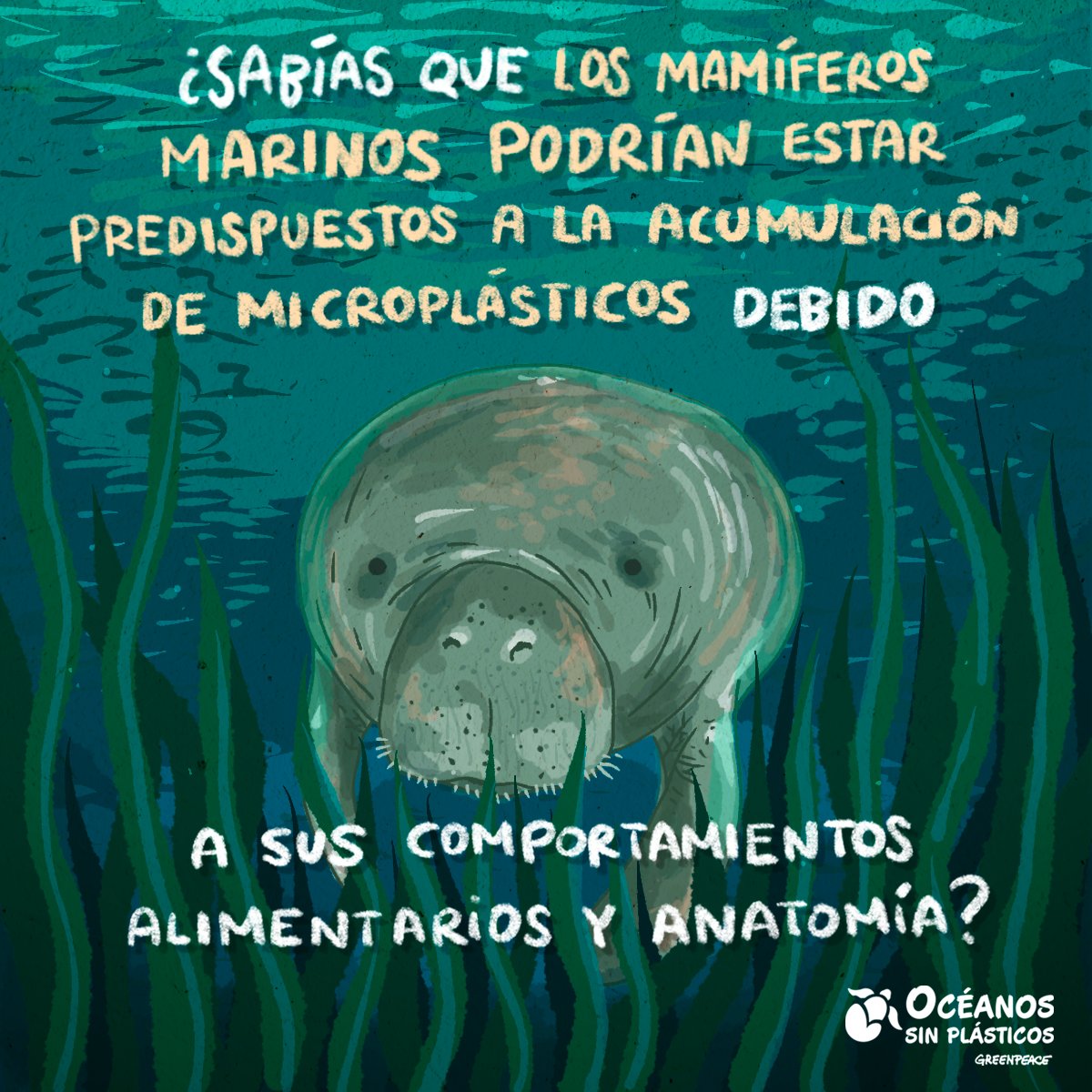 greenpeacemx's tweet photo. Los mamíferos marinos, muchos ya en peligro crítico, podría estar acumulando #microplásticos en su cuerpo.

🐋 Su grasa, vital para su energía, se está convirtiendo en un depósito de toxinas. ⚠️

🛑️ Firma la petición y exige #OcéanosSinPlásticos: https://t.co/0SQgSNDhAE ⬅️ https://t.co/mnsZp2KirW