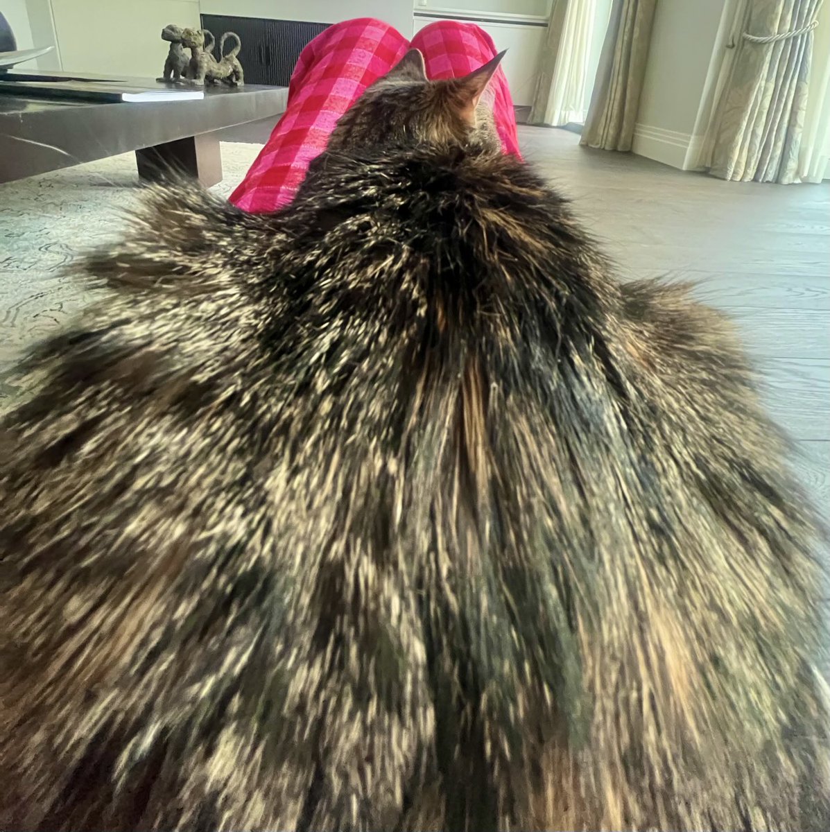 My plan was to have a few blissful minutes of solitude, lying on the floor, reading a book. 10 seconds later this is my view. 😩